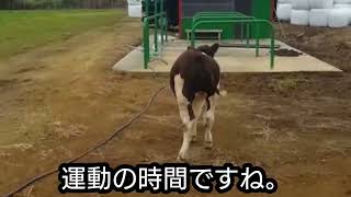 徳之島の友達の牛舎に居る。基大宝虎鉄アヨーの子牛の身体能力が凄い⤴️⤴️#51