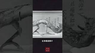 龙是确确实实存在的？日本瑞龙寺就偷藏有中国一真龙标本 #历史趣闻 #探秘