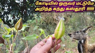 கந்து கஸ்தூரி | Musk Okra | Abelmoschus moschatus | கந்து கஸ்தூரி விவசாயம் | Muskmallow Cultivation