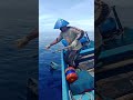 Ikan tuna sirip kuning