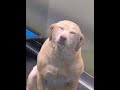 macam macam anjing ketawa 😆😆😆 dog funny moments dog dogshorts funnyvideo