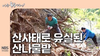 [나는농부다 301회] 산사태로 유실 된 산나물밭