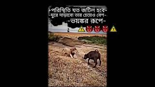 পরিস্থিতি যতই জটিল হোক ঘুরে দারাতে হবে😡👿 #shorts #shortsfeed #viral #tanding #youtubeshorts