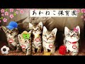 【子猫にミルク】ミルクボランティアとは？【ミルボラ】