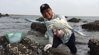 大退潮正是赶海的好时机，石头下面藏着好多螃蟹，闲牛又是大收获