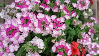 Verbena | My Garden Plants