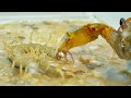 The South Sea stream crab preys on the centipede,Centipede vs crab 南海溪蟹捕食少棘蜈蚣