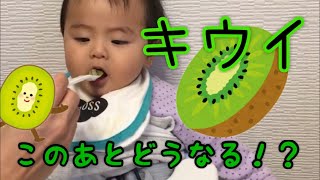 【はじめてのキウイ】【生後9ヵ月】悶絶！！キウイvs 9ヶ月児！！の巻♡【First kiwi🥝】