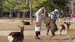 可愛い奈良の鹿🤩撮影熱心な外国人観光客🫎 奈良公園 | 奈良の鹿🦌💞