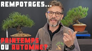 Est-il préférable de rempoter les pins au printemps ou en automne?