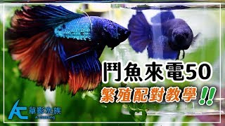 提高99%鬥魚繁殖成功率的秘笈 ｜養魚人森｜AC草影水族