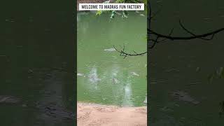 Madras Crocodile bank at ECR | Crocodile Feeding Explore Macha @Madras Crocodile Bank Trust  #shorts