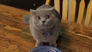 Cat doesn't finish Vegetables
