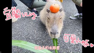 【VLOG】宜蘭一日遊-水豚好可愛