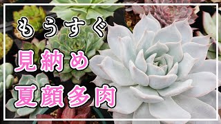 [Subtitle] [Succulent plant] The footsteps of autumn soon 👣 Carefully observe the summer face 👀