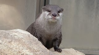 可愛い♥ キュンキュン鳴いている、コツメカワウソ🎵 ししまる🎵 #王子動物園