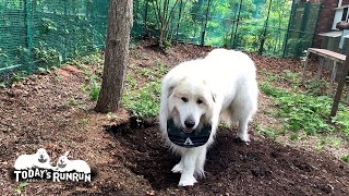 ドロニーズ2頭の危機！アラン本格的な穴掘りに目覚める　Great Pyrenees　グレートピレニーズ