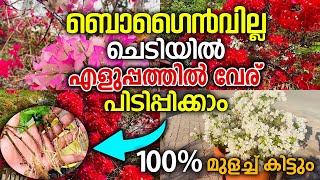 ബൊഗൈൻവില്ല ചെടിയുടെ കമ്പുകൾ എളുപ്പത്തിൽ വേര് പിടിപ്പിച്ച് തൈകൾ ഉണ്ടാക്കാം |bougainvillea updation