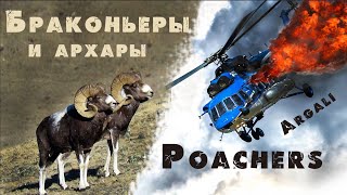 Argali. Helicopter crash during a poaching hunt. Altai. Russia