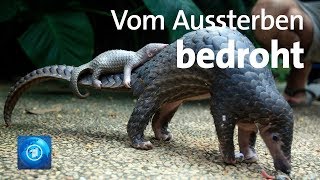 Pangoline vom Aussterben bedroht