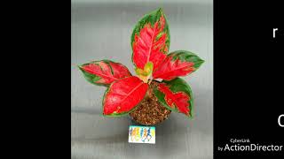 #Aglaonema for Sale