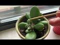 how to get rid of mealybugs on succulents organic mealybug pest control