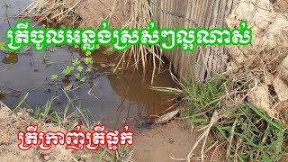 ត្រីអន្លង់បង្ហូរស្រស់ៗបែបធម្មជាតិ