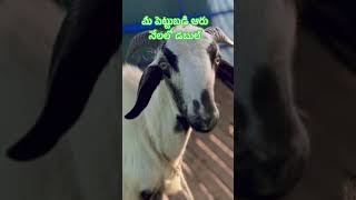 ##👀👀 మీ పెట్టుబడి ఆరు నేలలో డబుల్🐐🐐