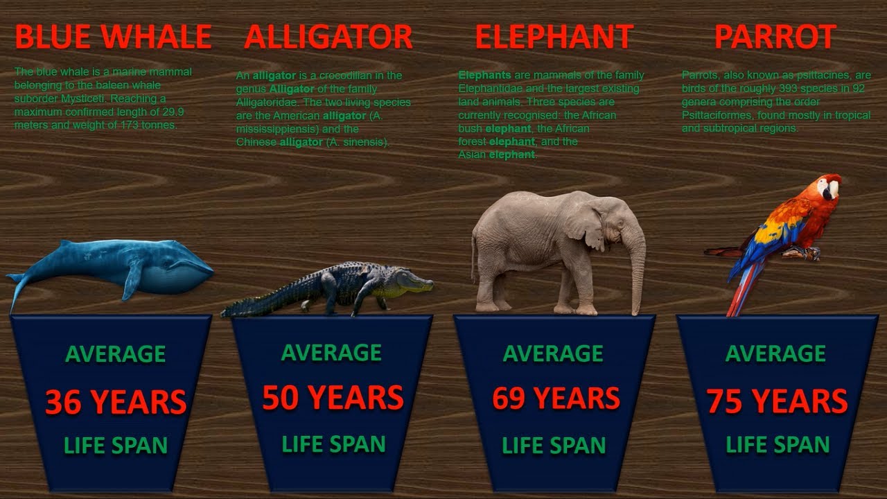 Comparison: Animal Lifespan | Animals Life Expectancy - YouTube