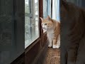 寒い縁側も良いよね✨ cat 愛猫 茶白猫 茶とら猫 猫のいる暮らし ねこ 猫 ネコ 保護猫 猫好きさんと繋がりたい