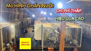 MÔ HÌNH CHĂN NUÔI CHI PHÍ THẤP NHƯNG HIỆU QUẢ CAO LH0768400969