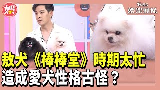 敖犬《棒棒堂》時期太忙 造成愛犬性格古怪？ 小姐姐請回答 20240816