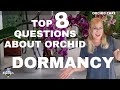 Specific Orchid Care During Dormancy (How to Keep your Orchid Alive While In Dormancy)