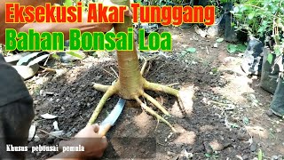 Eksekusi Akar Primer (Tunggang) Bahan Bonsai Loa