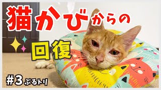 【猫カビ】手足から出血…保護した子猫が回復していく経過をお見せします。【逆境子猫・ぷるトリ3】/ brown and white kitten