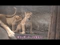 旭山動物園　張り合うフウvsレイ　ちゃっかりイト　イオママvs三姉妹　オリト＆イオちゃんファミリー　ライオン親子　orito u0026 io family　lion family