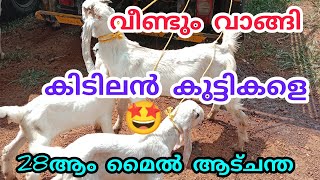 ചന്തയിൽ വലിയ മുട്ടനാടുകളുടെ ചാകര#goatmarketkerala #anwarvlog #anwarkeralapothvalarthal #goatvedio