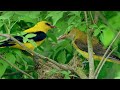 the elusive european golden oriole nesting in an elder shrub ~ oriolus oriolus