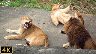 【ライオン】涼しい日が続いているライオン園　多摩動物公園【Lion】Tama Zoological Park