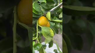 Calamansi Harvest #shorts #ytshorts #calamansi #harvest