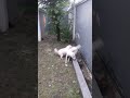 Dog and cat fighting