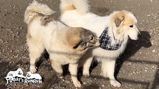 遠征先で合流したアランとベルです　Great Pyrenees　グレートピレニーズ