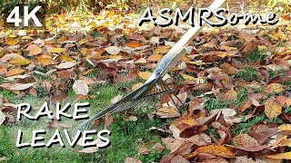 ASMR ~ Outside in my garden ~ Rake Leaves *raking, wind, birds, traffic* ~ 4K