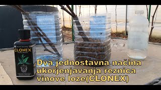 Dva jednostavna nacina ožiljavanja reznica vinove loze｜2 Rooting Methods ｜Grape Vines Propagation