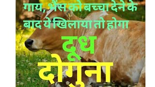 पशु को बच्चा देने ब्याने के बाद क्या खिलाये!Best feed of cow,Buffalo produce the milk after delivery