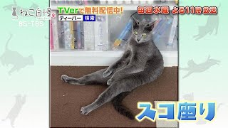 ねこ自慢＃100 ご出演ニャンコたち【10月26日OA】