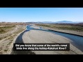 Watch Your Step - Help protect rare birds nesting along the Ashley / Rakahuri River