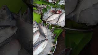 ilish maach 🥰🥰😗😗Fresh Kolkata #short #ILISH fish 🐟🐟 Do you like it