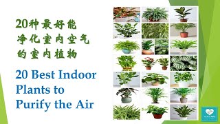 20种最好能净化室内空气和美化家居的室内植物 l 20 Best Indoor Plants which purify the air and for Décor purpose