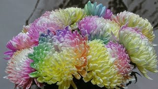 Multi-colored chrysanthemums on display at Xi'an's annual flower show